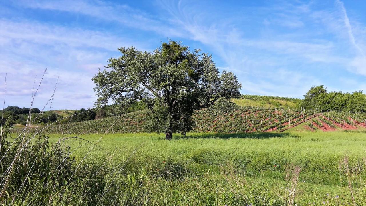 Haus Mit Seele Im Nahetal Weinsheim  Kültér fotó